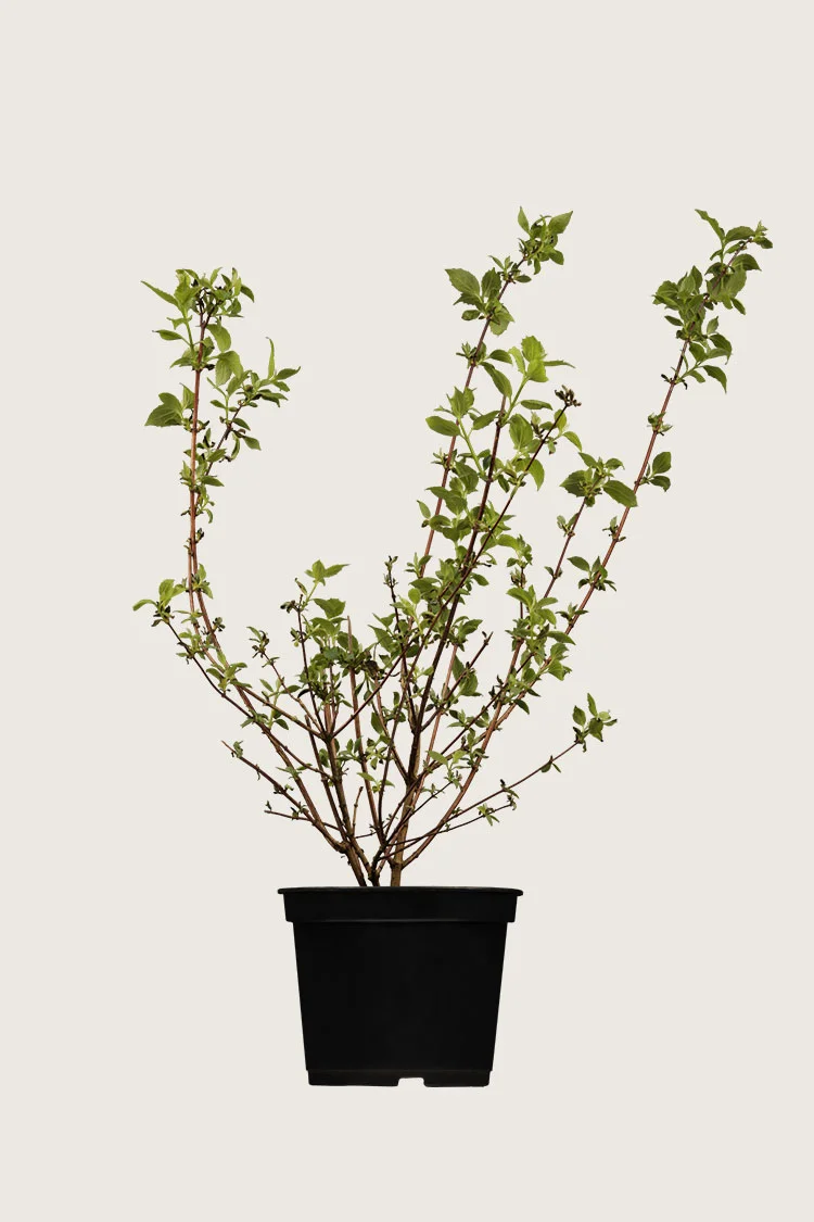 plantinavia20261015104436311173