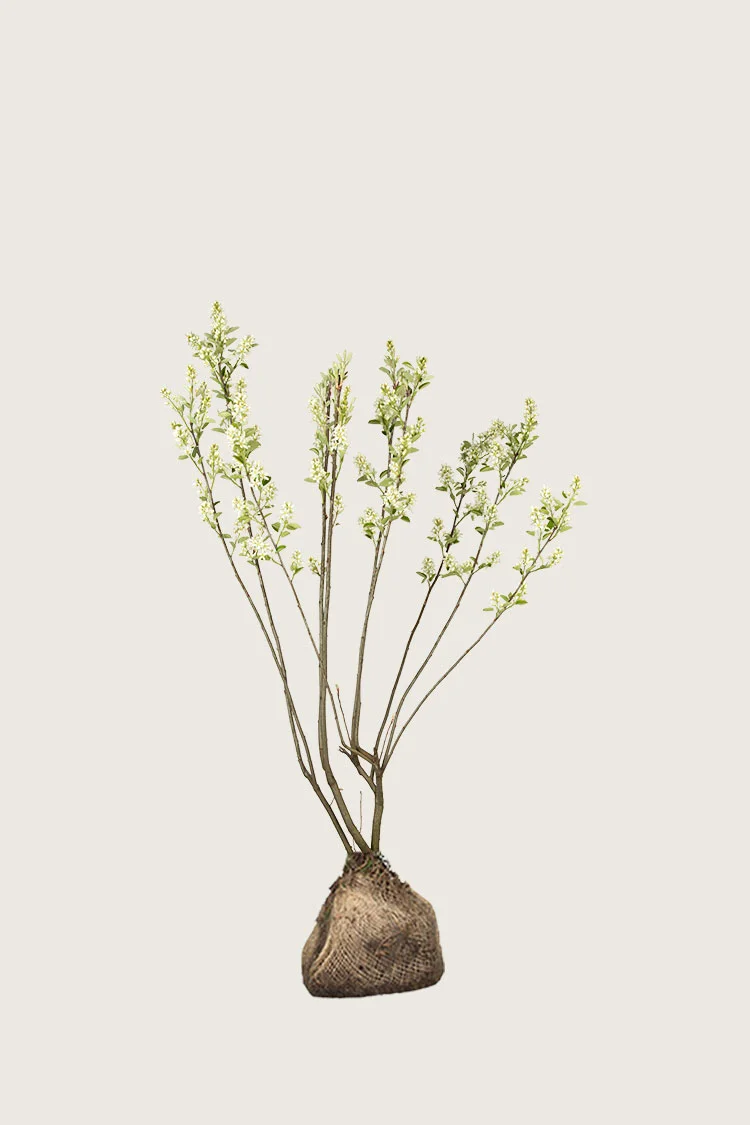 plantinavia20261015104438311186