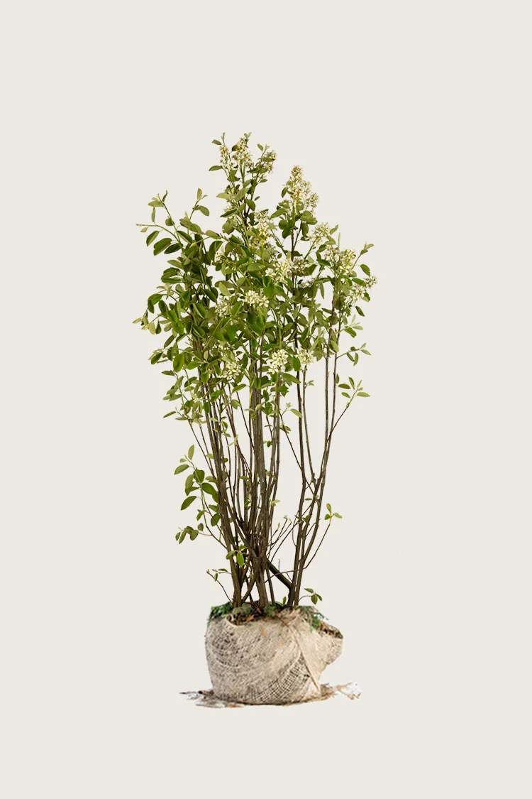 plantinavia20261015104439311195