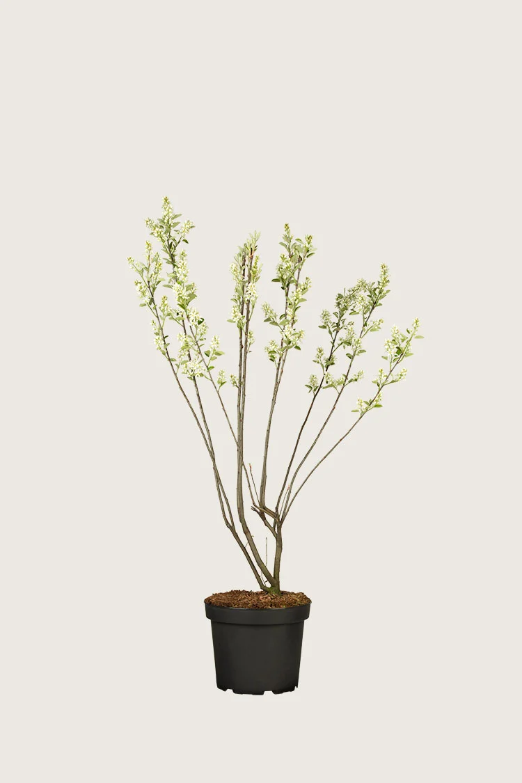 plantinavia20261015104440311203