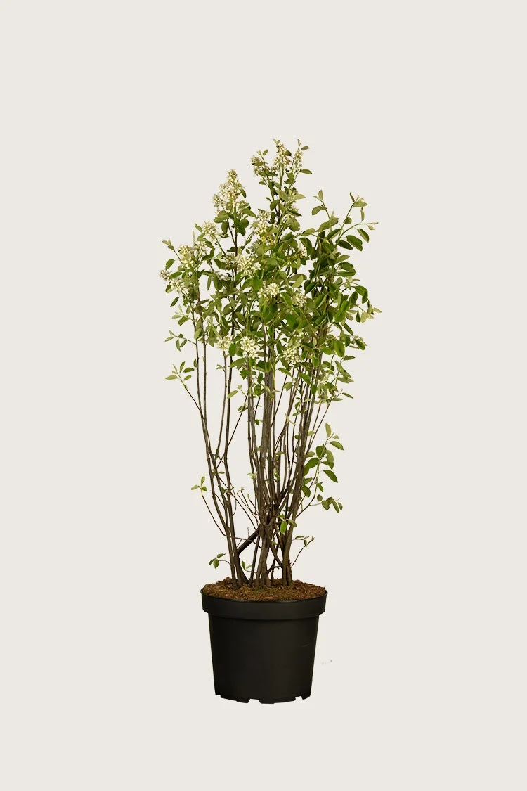 plantinavia20261015104441311211