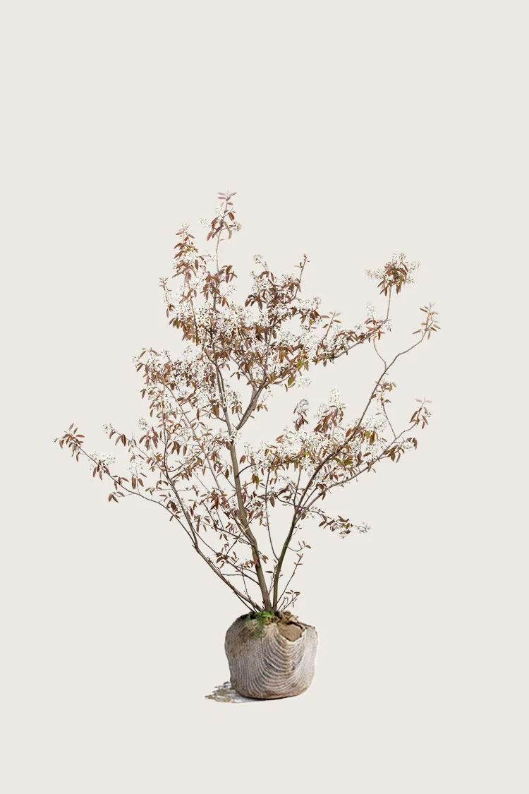 plantinavia20261015104443311223
