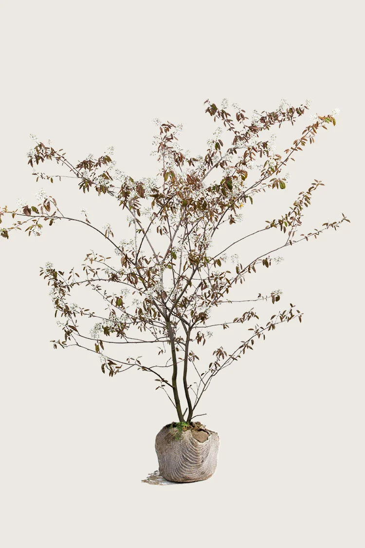 plantinavia20261015104443311229