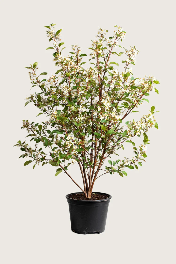 plantinavia20261015104445311238