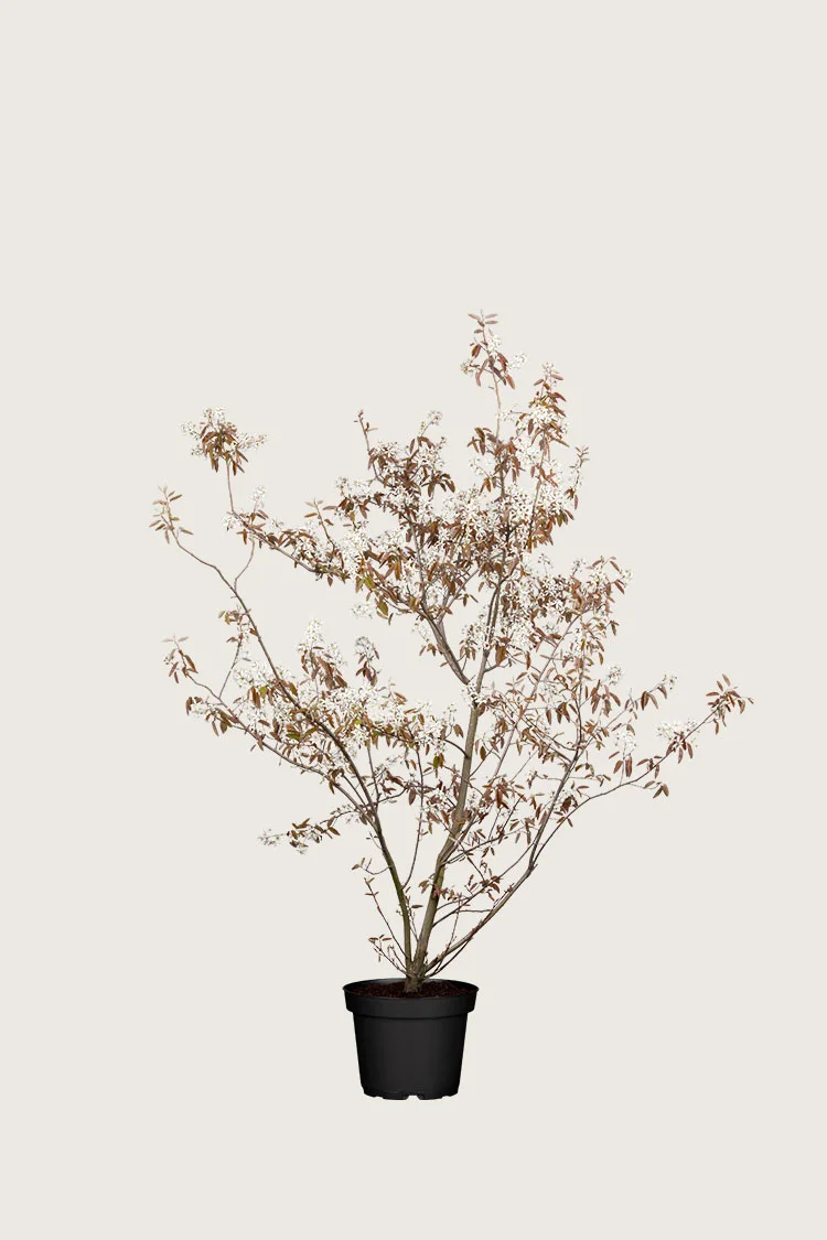 plantinavia20261015104446311249