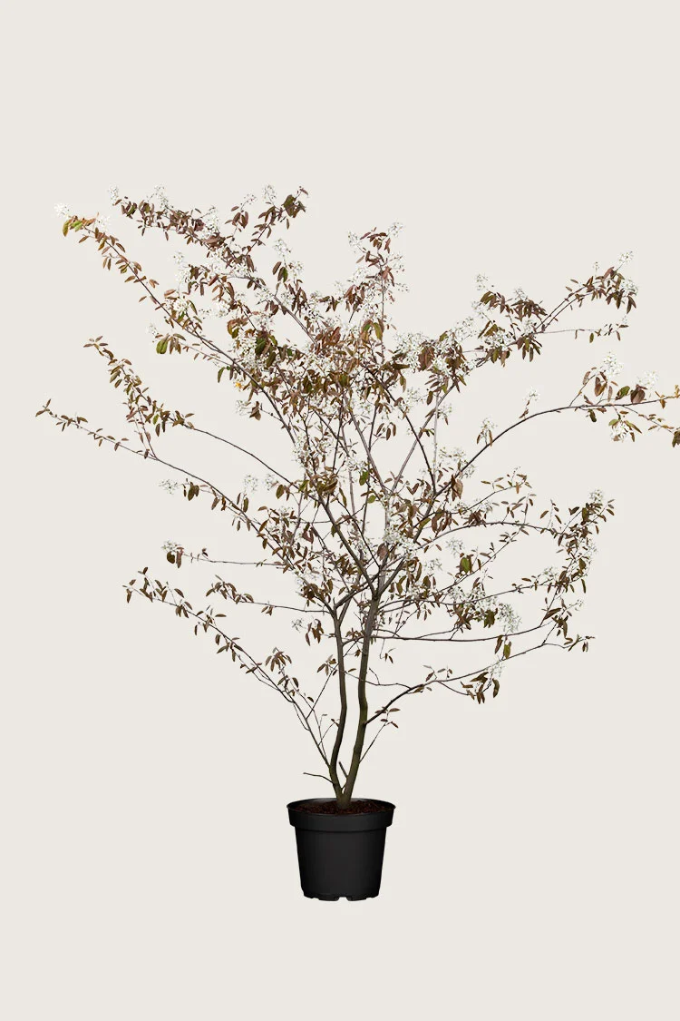 plantinavia20261015104447311254