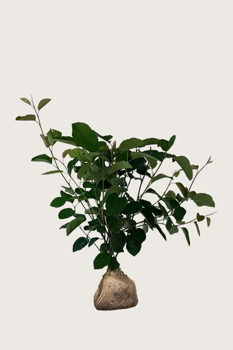 plantinavia20261015104449311268
