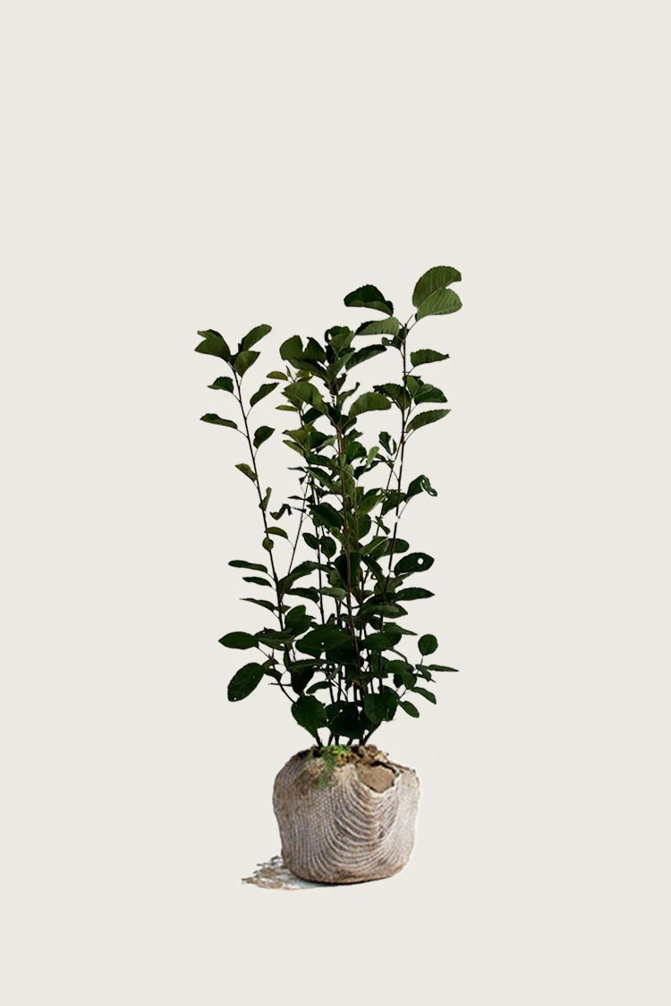plantinavia20261015104453311293