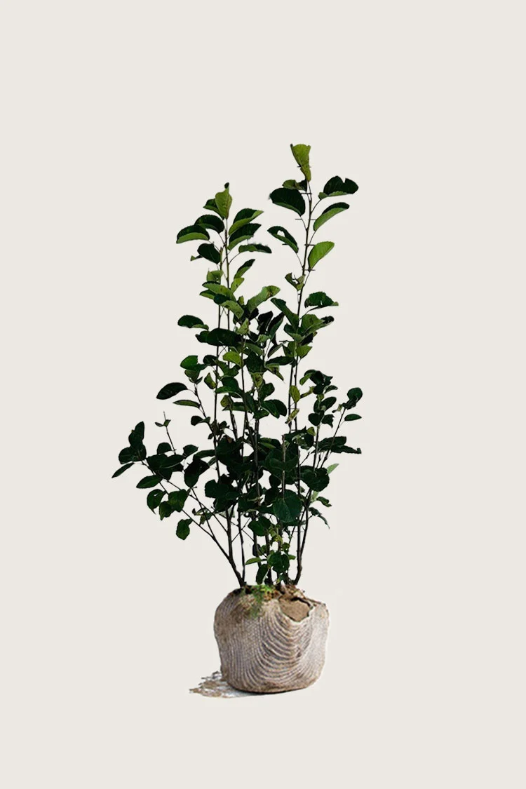 plantinavia20261015104455311301