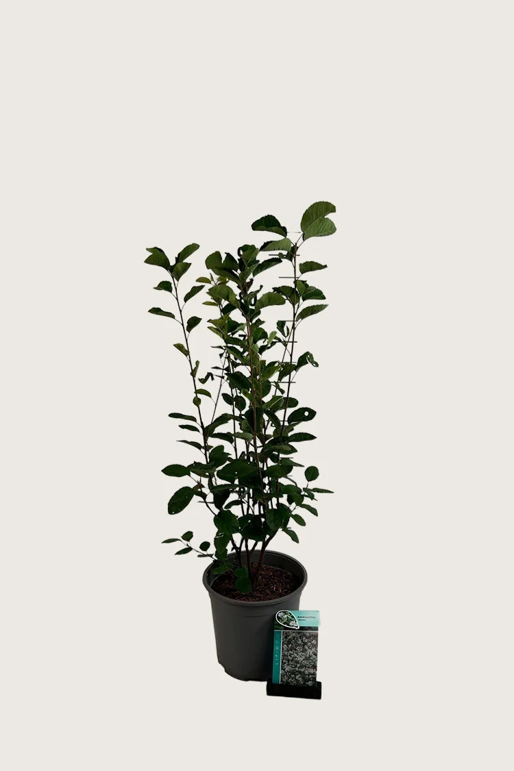 plantinavia20261015104456311315