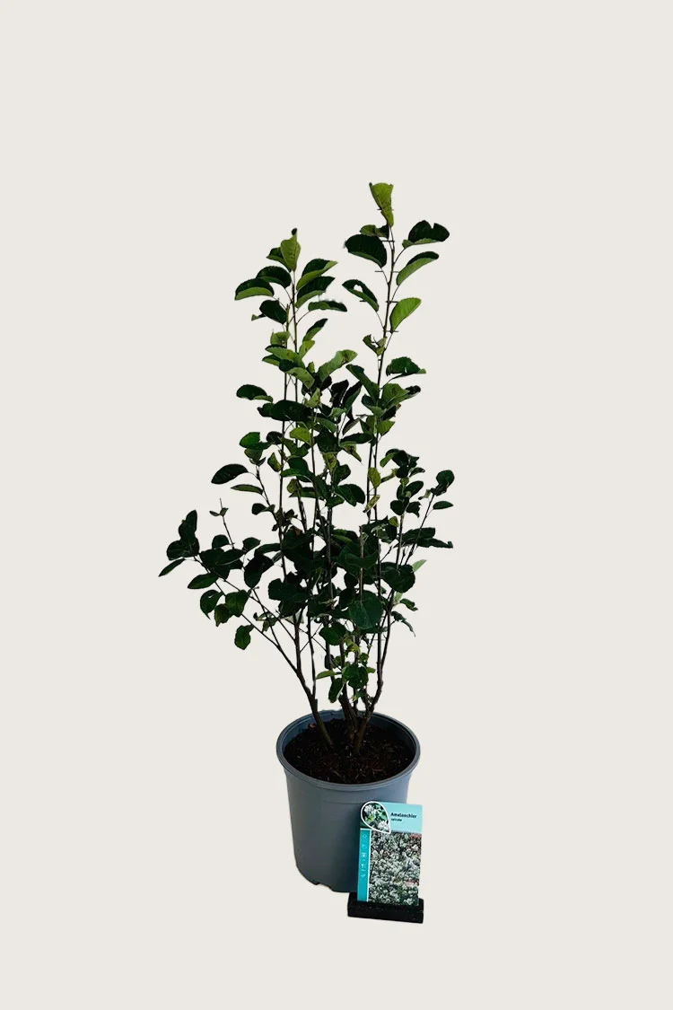 plantinavia20261015104458311323