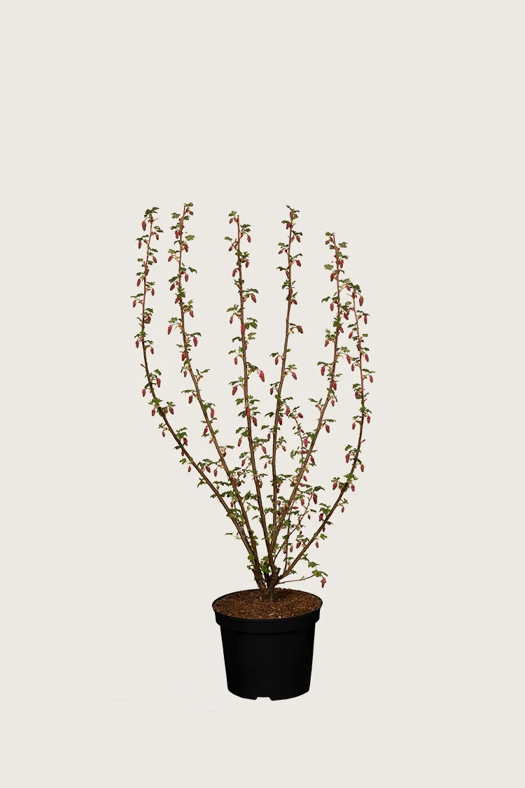 plantinavia20261015104459311332