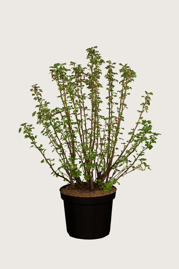 plantinavia20261015104501311339