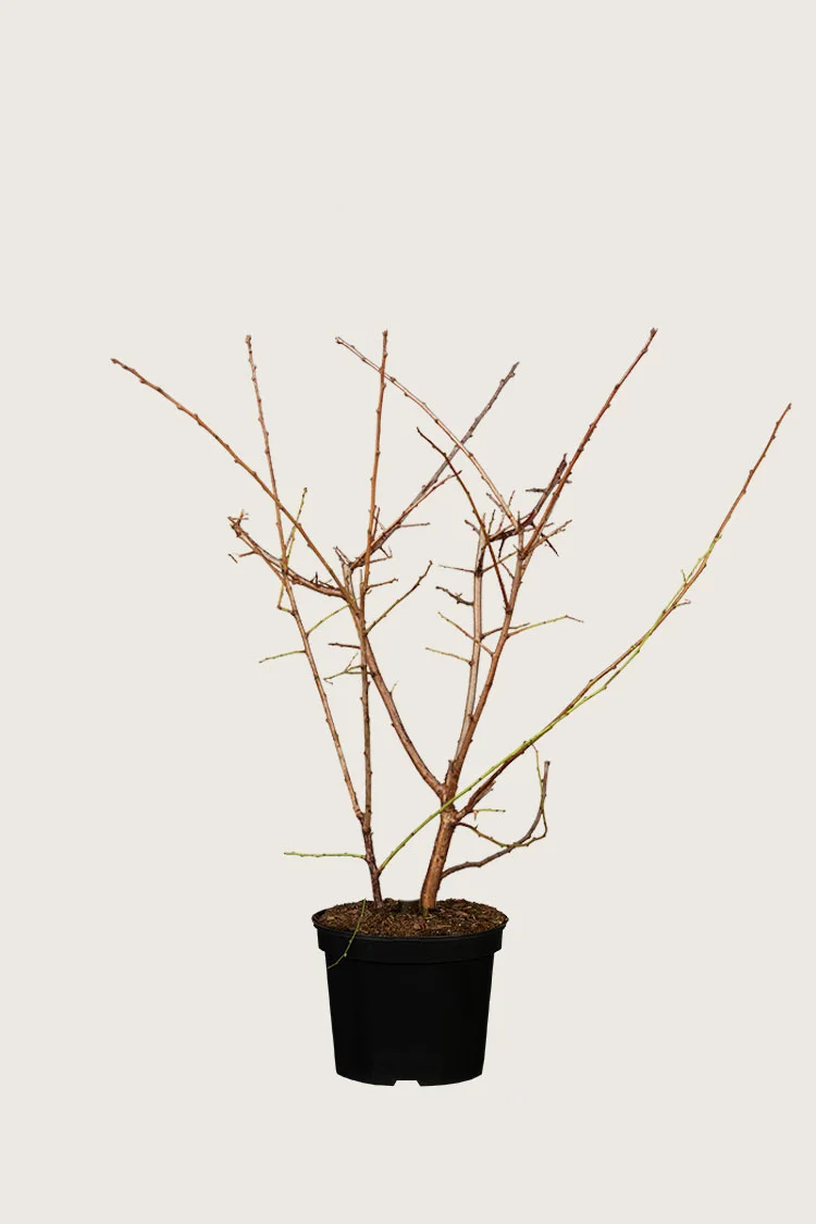 plantinavia20261015104502311344