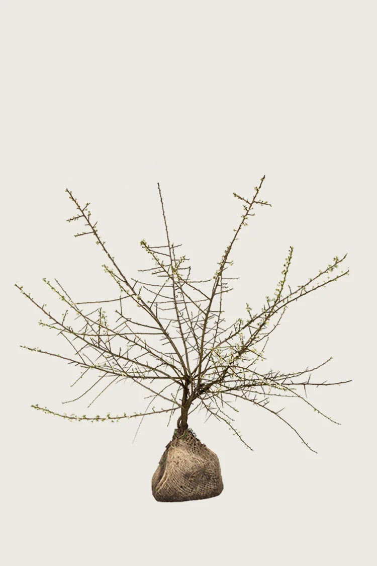 plantinavia20261015104503311358
