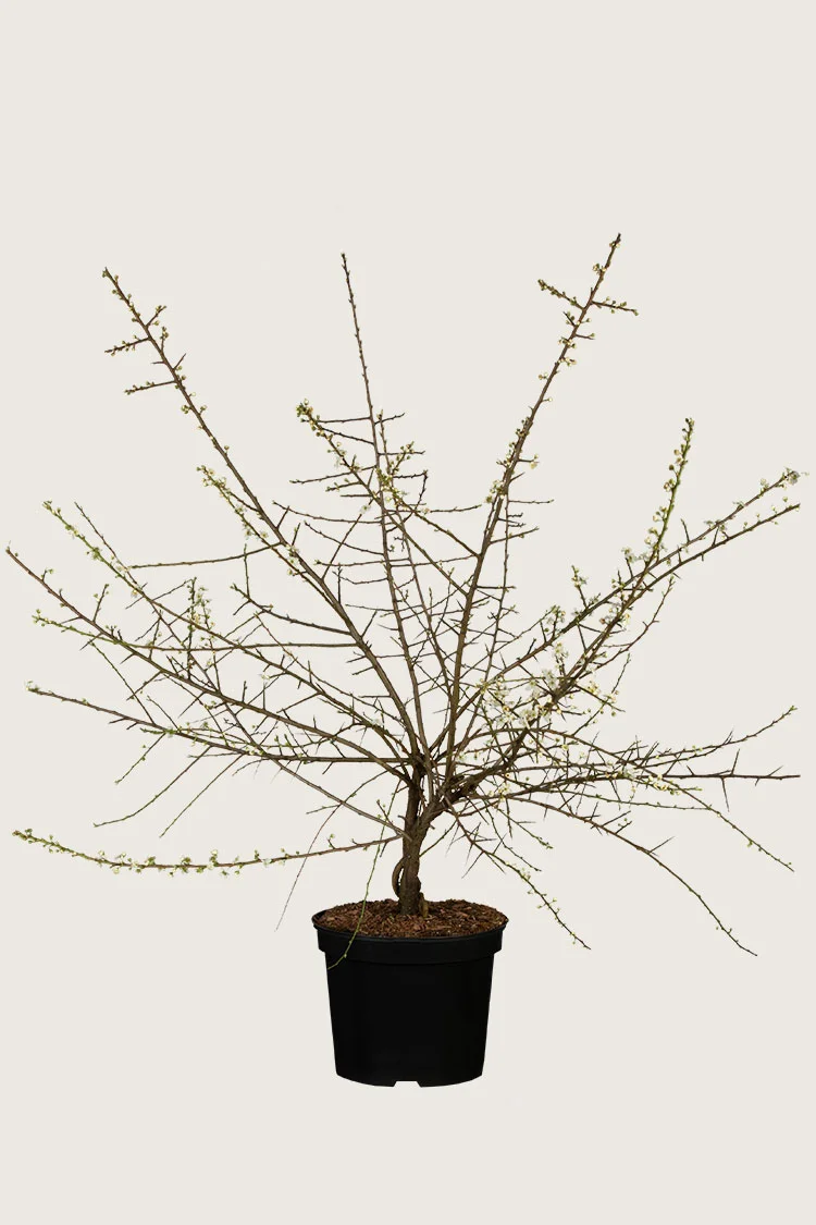 plantinavia20261015104505311367