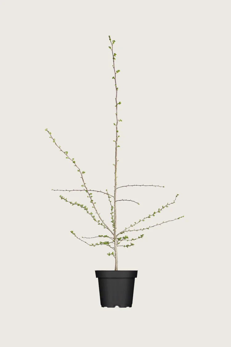 plantinavia20261015104508311392