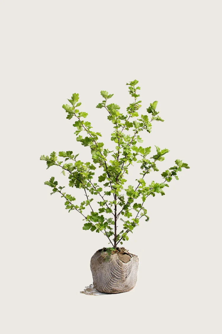 plantinavia20261015104510311399
