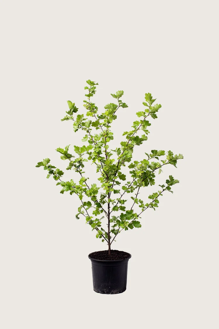 plantinavia20261015104512311415