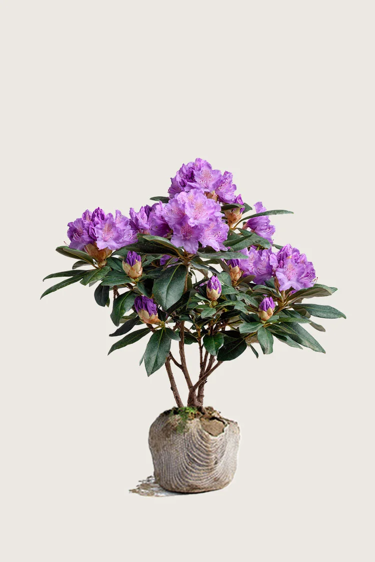 plantinavia20261015104516311432