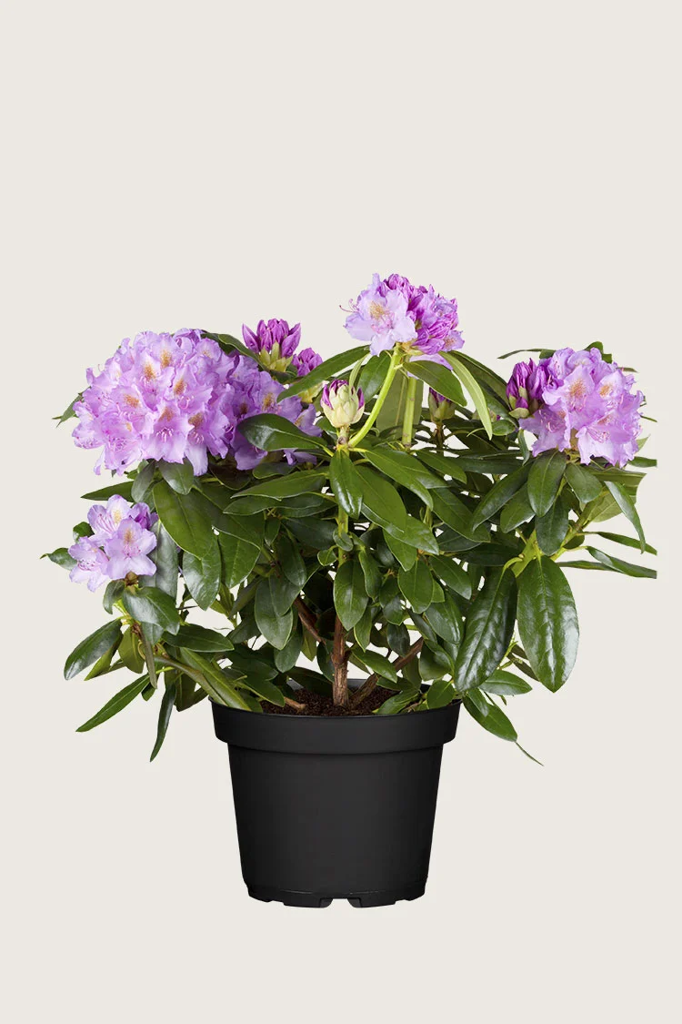 plantinavia20261015104519311458