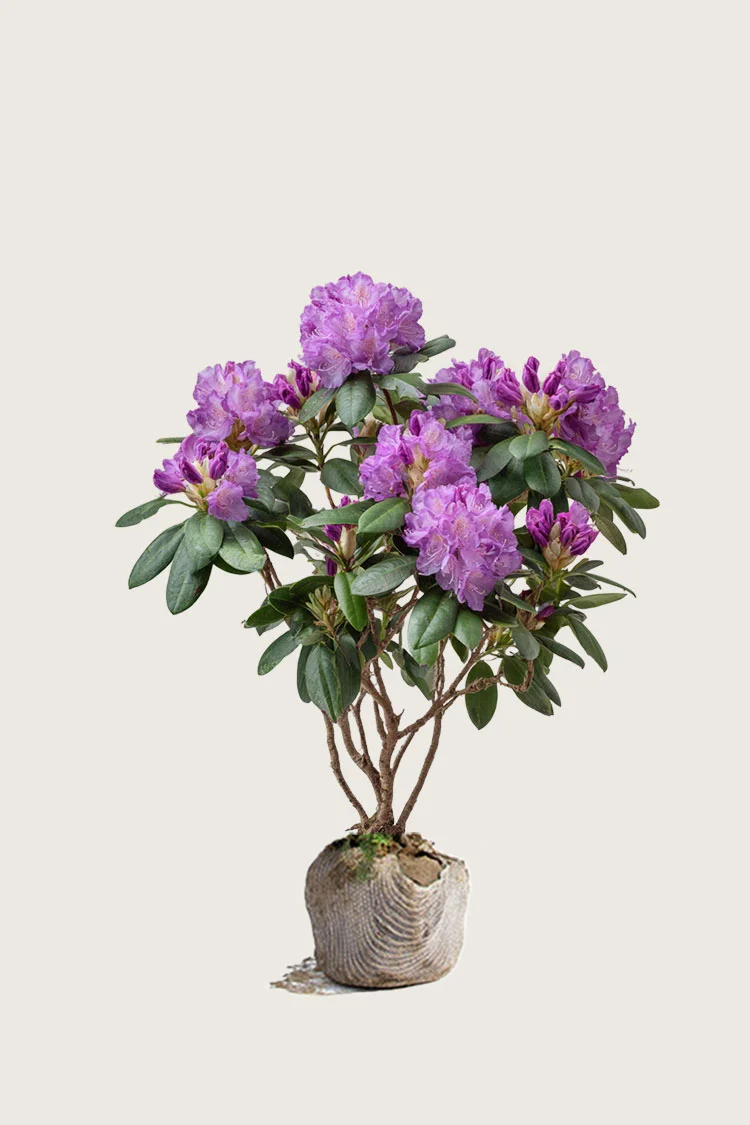 plantinavia20261015104520311461