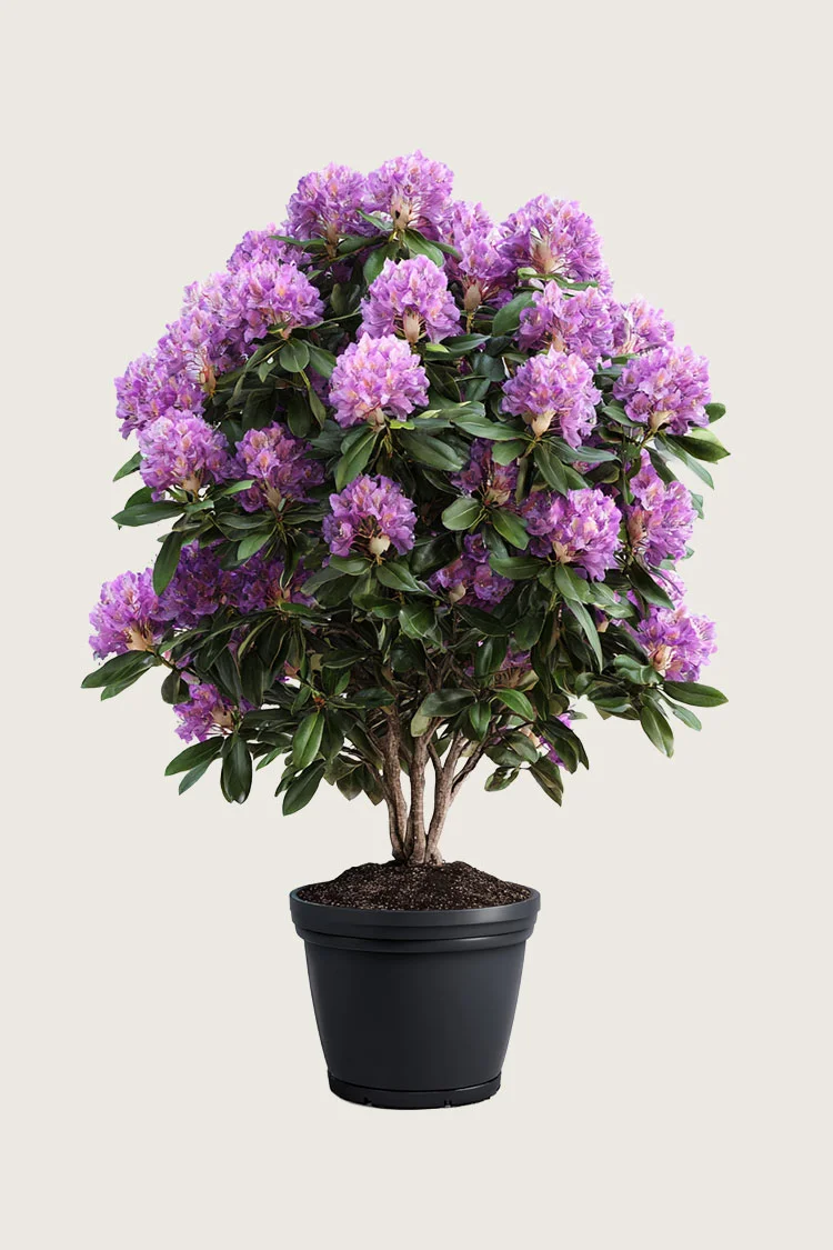 plantinavia20261015104522311480
