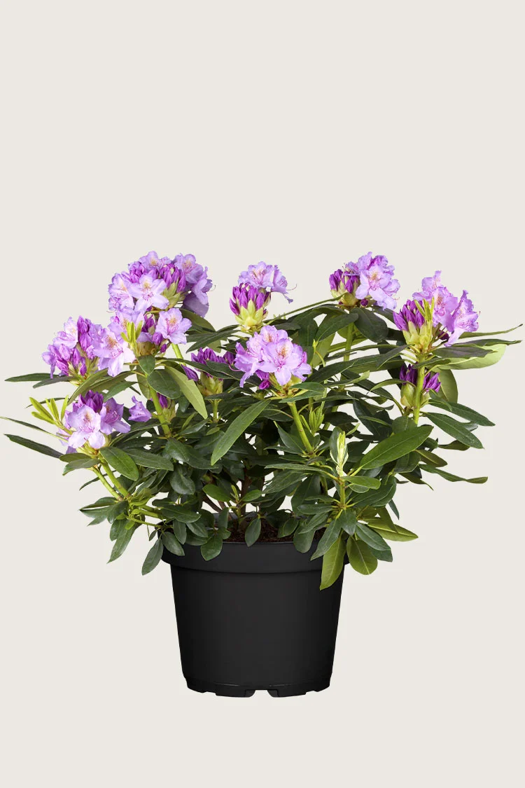plantinavia20261015104523311484