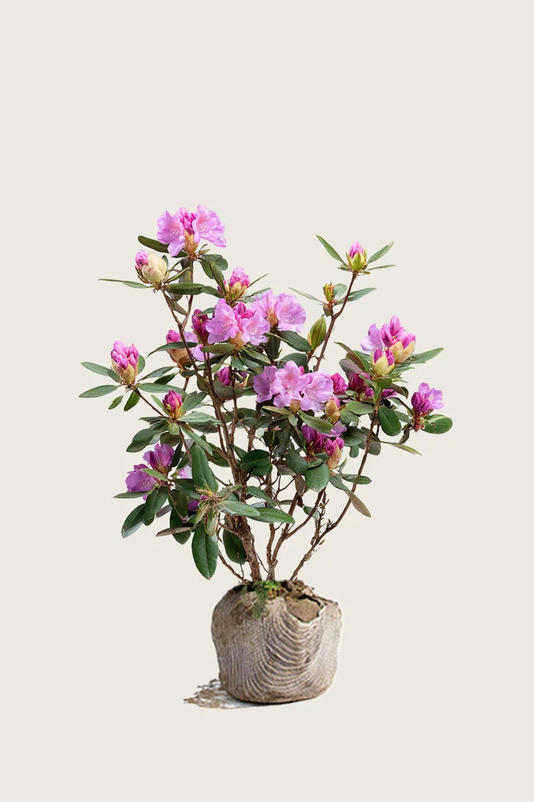 plantinavia20261015104525311497