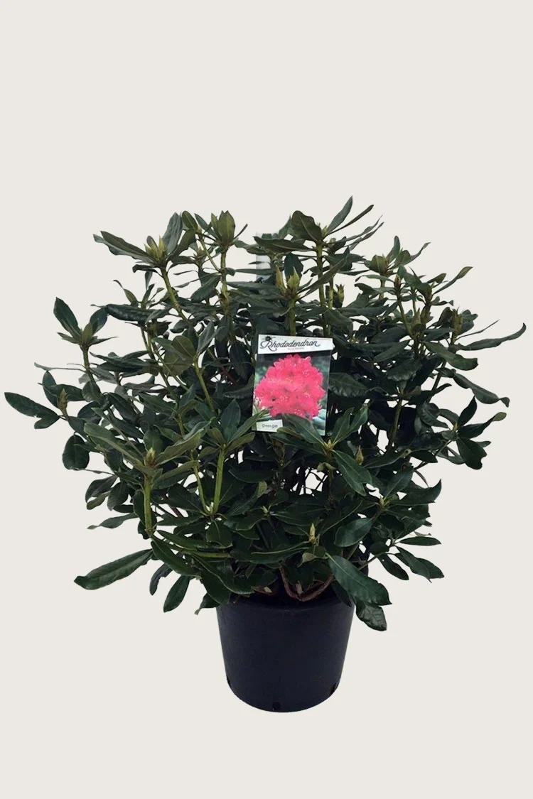 plantinavia20261015104529311520