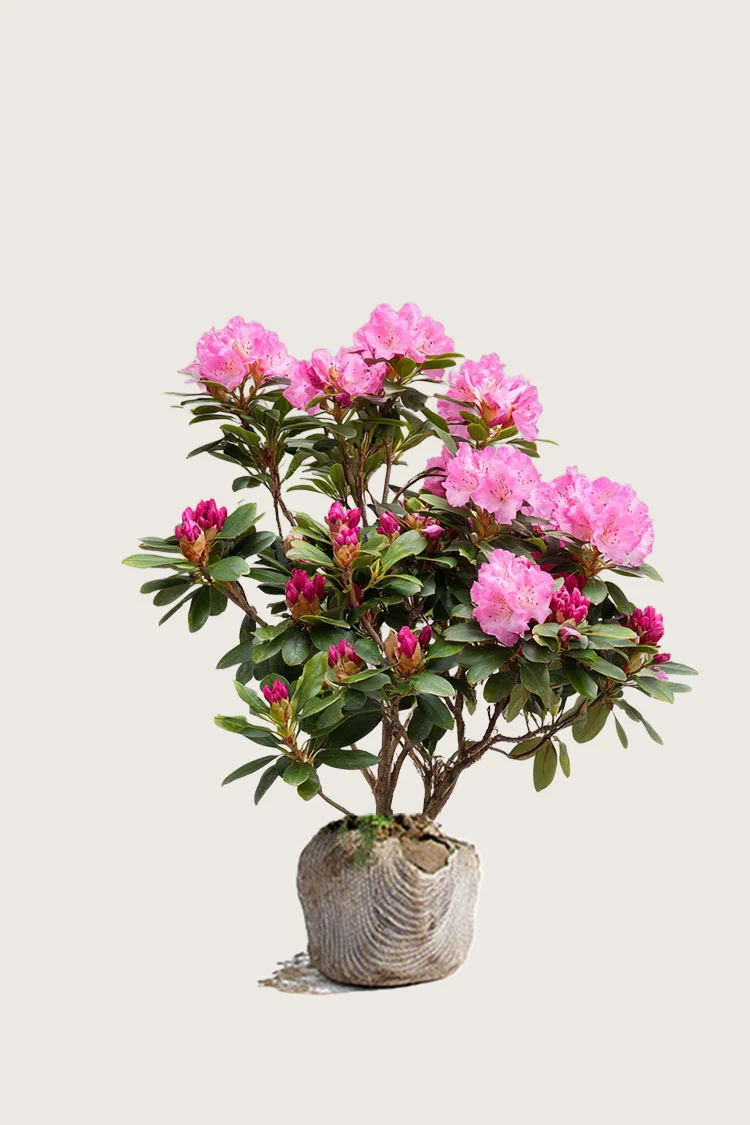 plantinavia20261015104531311531