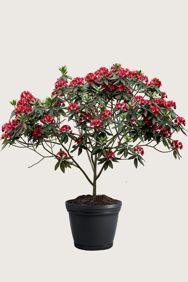 plantinavia20261015104533311544