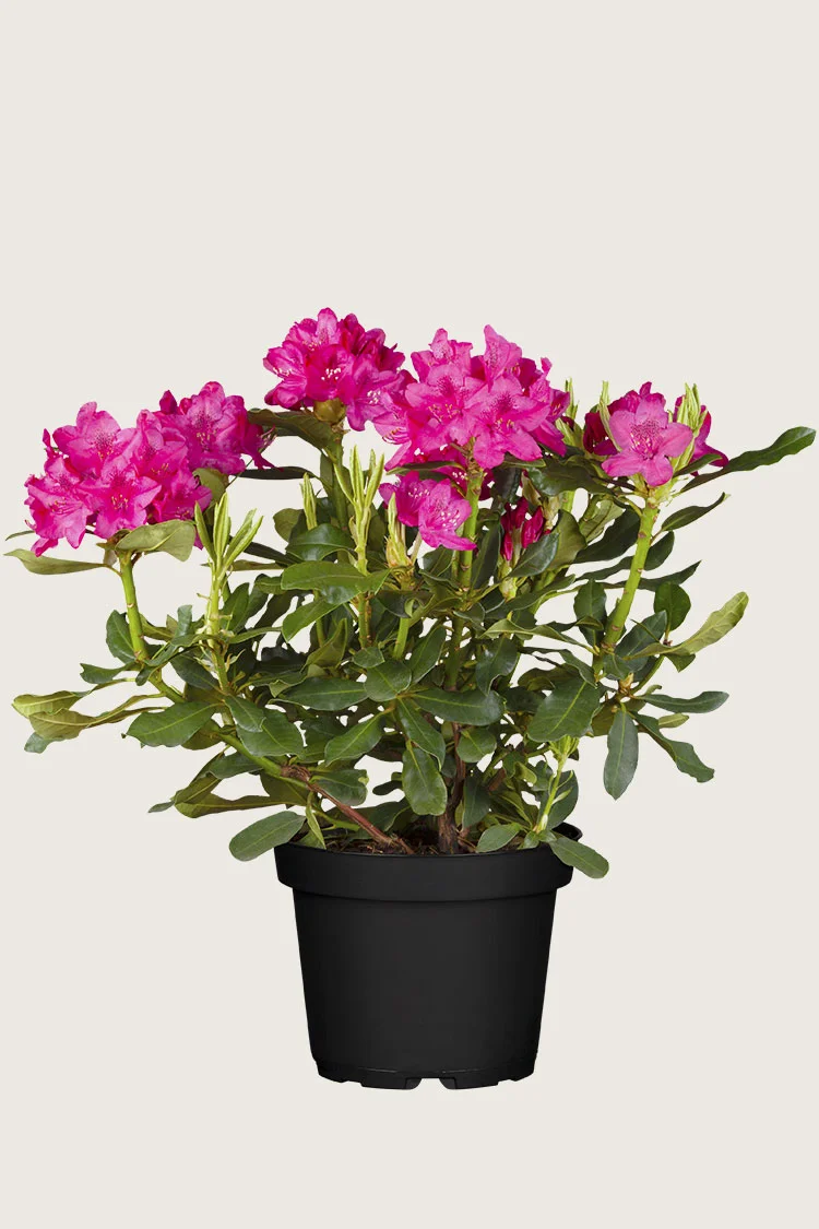 plantinavia20261015104533311548