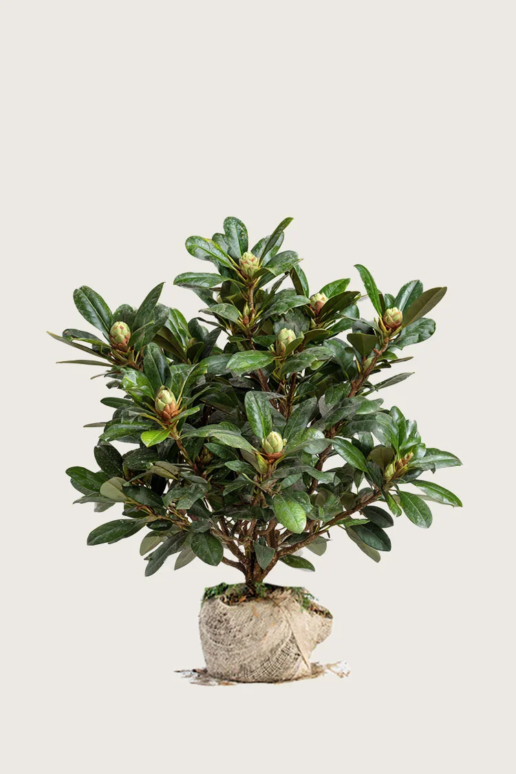 plantinavia20261015104536311574