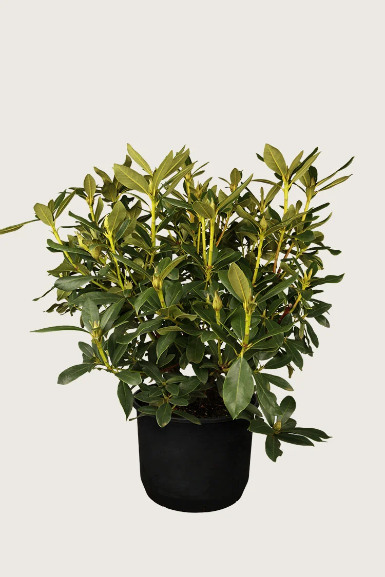 plantinavia20261015104538311584