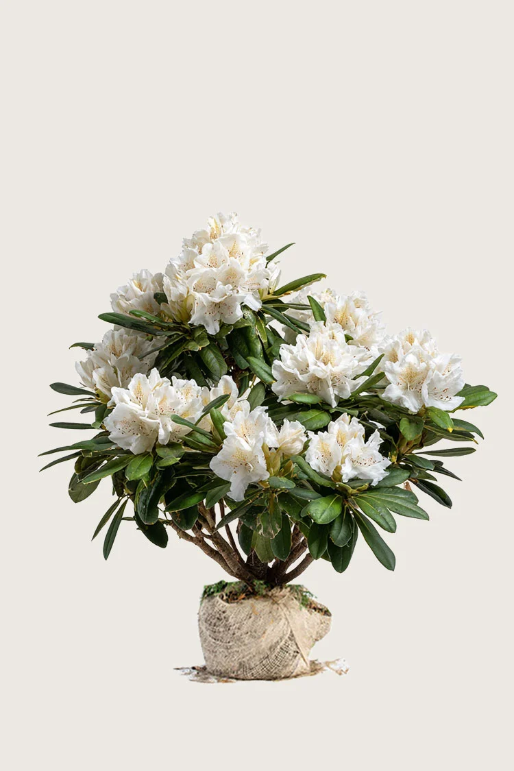 plantinavia20261015104540311603