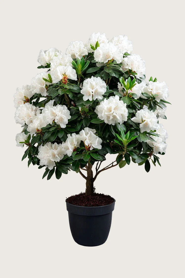 plantinavia20261015104541311612
