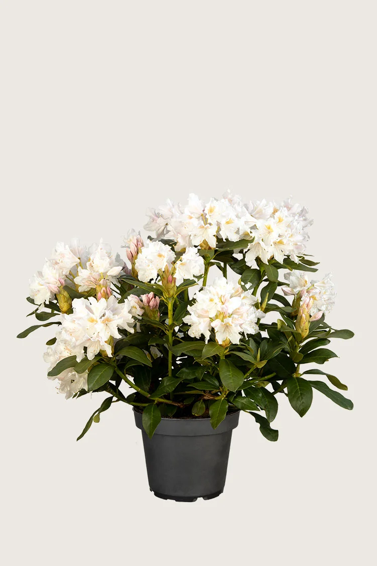 plantinavia20261015104543311620