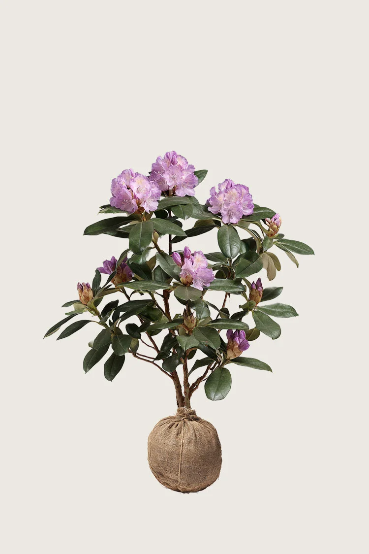 plantinavia20261015104546311646