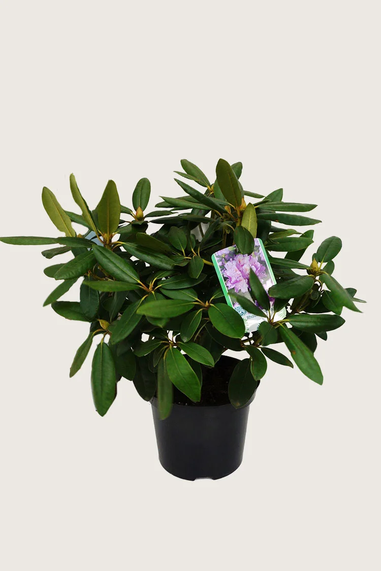 plantinavia20261015104548311666