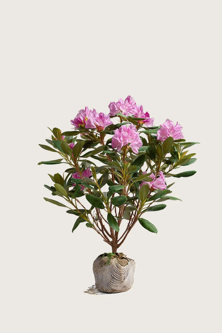 plantinavia20261015104549311671