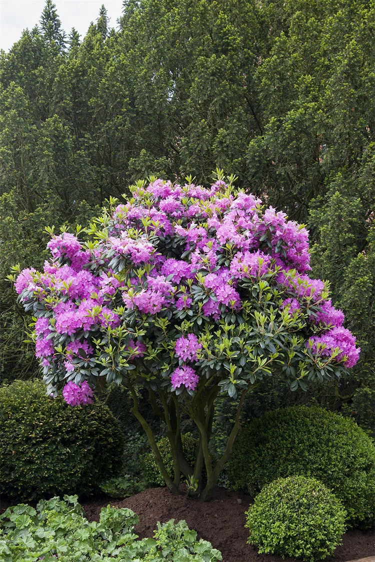 plantinavia20261015104551311684