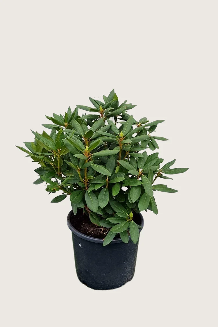 plantinavia20261015104554311701