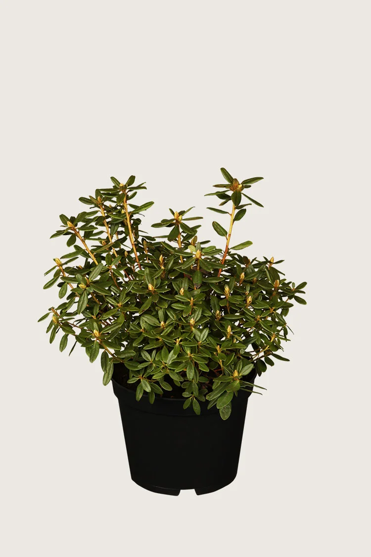 plantinavia20261015104556311711
