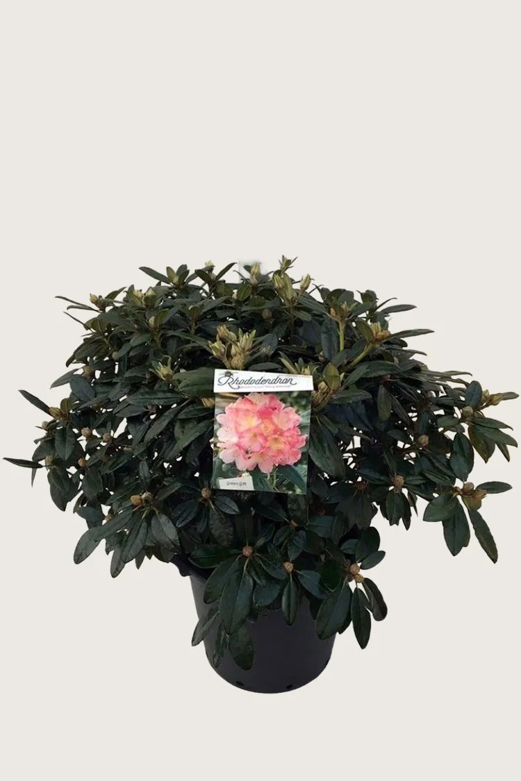 plantinavia20261015104556311717