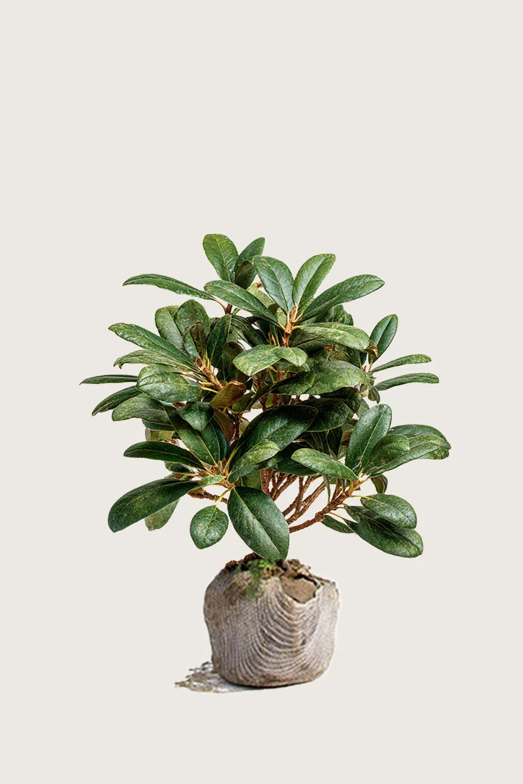 plantinavia20261015104559311734