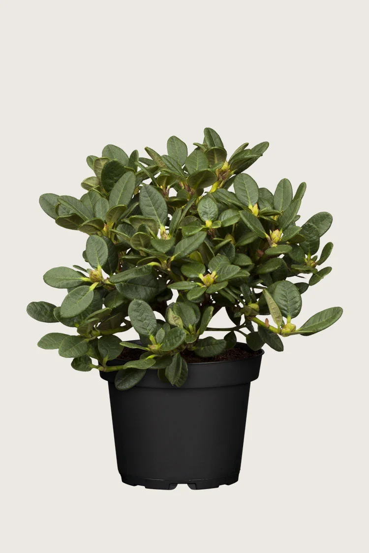 plantinavia20261015104601311746