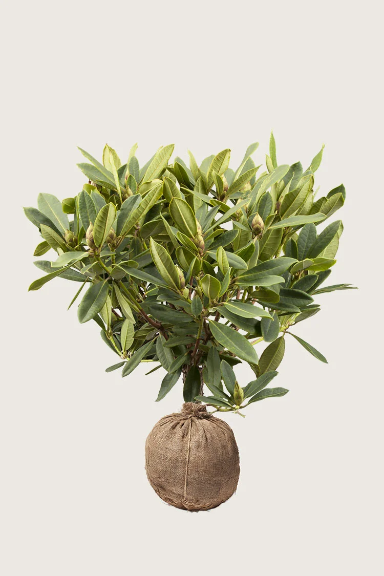 plantinavia20261015104602311752