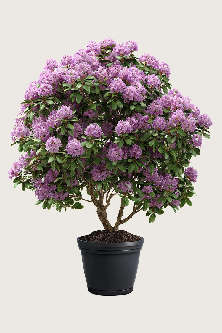 plantinavia20261015104605311766