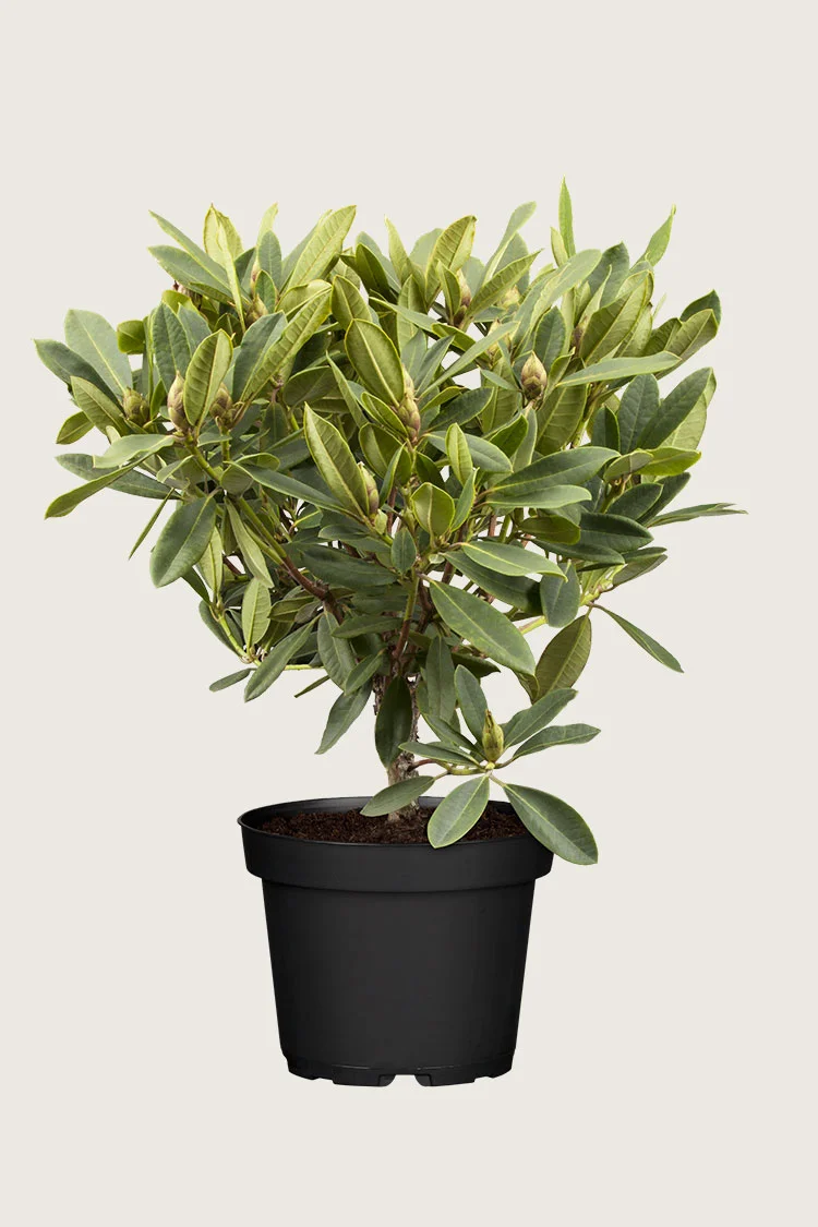 plantinavia20261015104607311780